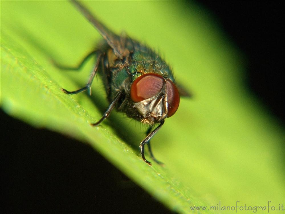 Cadrezzate (Varese, Italy) - Portrait of a fly, probably Lucilia caesar